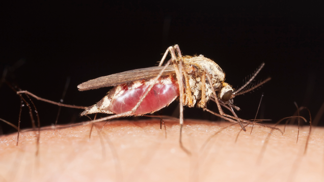 Illustration for article titled Put Your Mind At Ease: 8 Mosquitoes That For Sure Don’t Have Zika